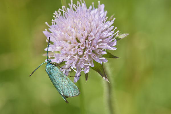 Grünwidderchen - Eifel - 50°41`40.20" 6°36`32.48" - (02.06.2019)