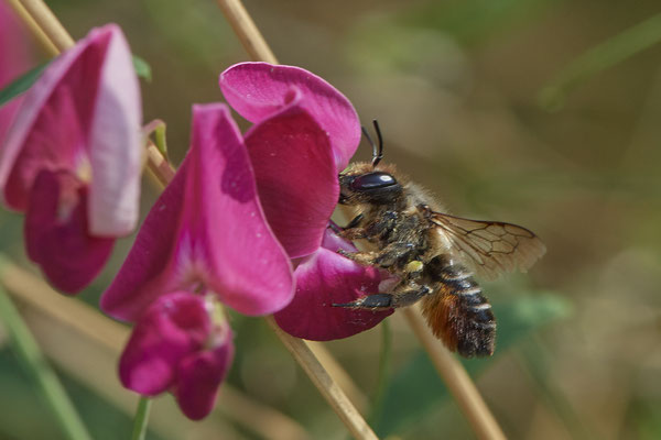Megachile willughbiella / Garten-Blattschneiderbiene - Bottrop Halde Schöttelheide - 51°33`41.04" 6°53`39.96" - (01.08.2020)