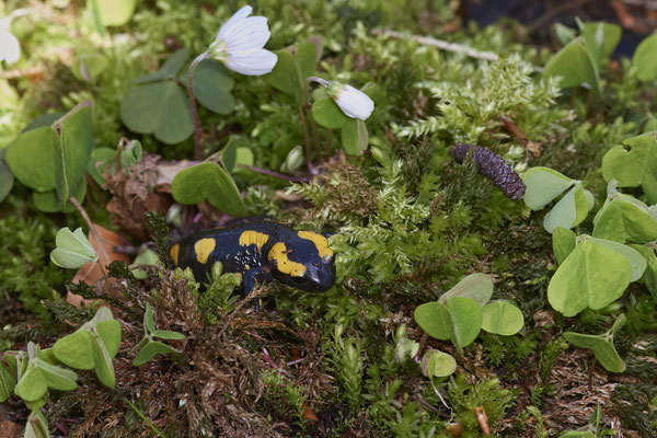 Feuersalamander