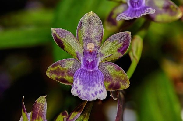 Orchideeblüte von der Fensterbank