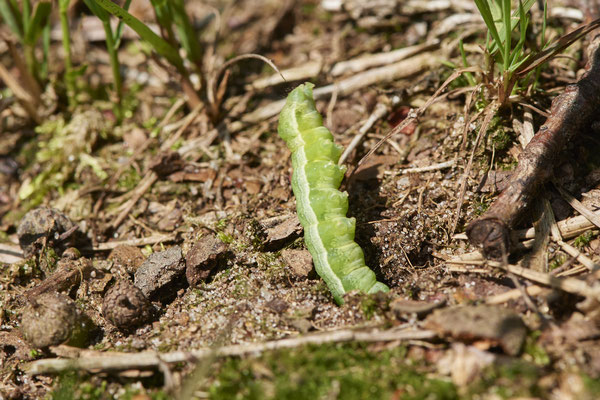 Ammophila sabulosa / Gemeine Sandwespe - Sie öffnet die getarnte Brutröhre und zieht die Raupe in die Röhre - (18.07.2021)