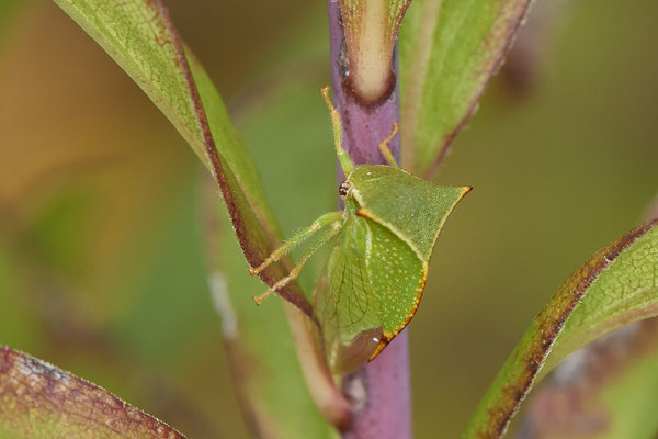 Nr.1310 - Stictocephala bisonia / Büffelzirpe / Büffelzikade - OB LMB - 51°29`11.55" 6°53`53.48" - (06.09.2019)