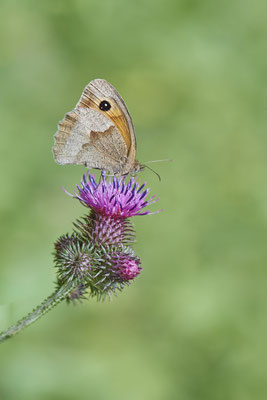 Großes Ochsenauge - (Urlaub im Allgäu / Bayern vom  08.07. bis 17.07.2022)