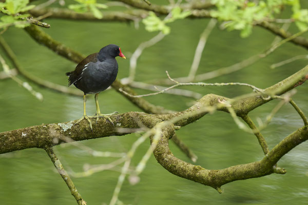 Teichhuhn