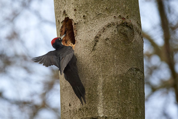 Schwarzspecht - Anflug - (28.03.2021)