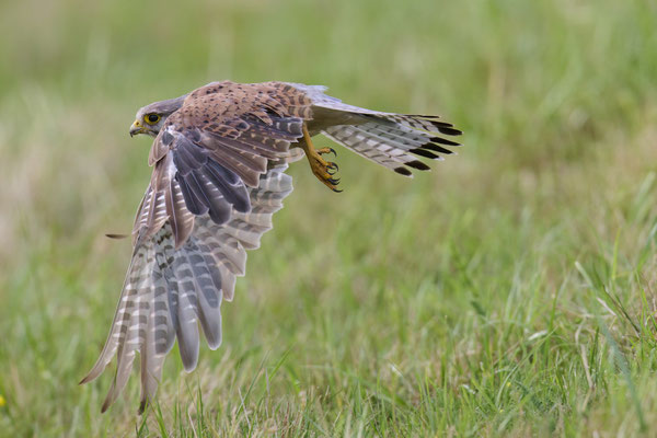 Turmfalke - Serie Flugfotos
