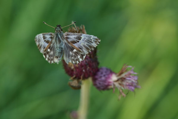 Heilziest-Dickkopffalter
