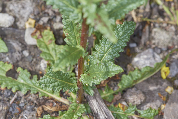 Verbascum blattaria / Schaben-Königskerze - OB Zeche Sterkrade - (10.08.2019) ( In Deutschland gefährdet - 3+ gemäß der Roten Liste )