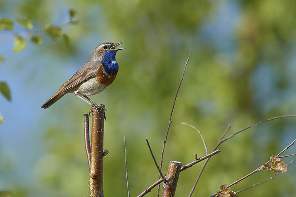 Blaukehlchen