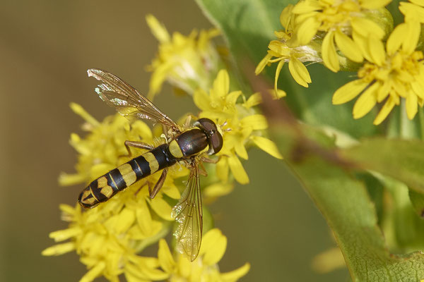 Nr.17/29 - Sphaerophoria scripta - Gewöhnliche Langbauchschwebfliege - OB/E-LMB - (17.10.2018)