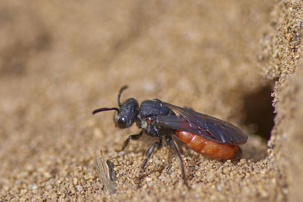 Große Blutbiene  - Sphecodes albilabris