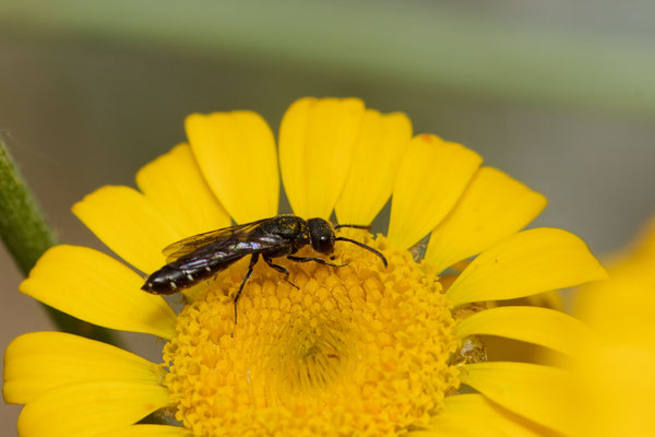 Sapygina decemguttata - Garten
