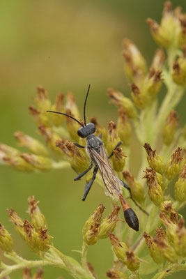 Ammophila sabulosa / Gemeine Sandwespe - OB LMB - 51°29`11.55" 6°53`53.48" - (26.08.2020)