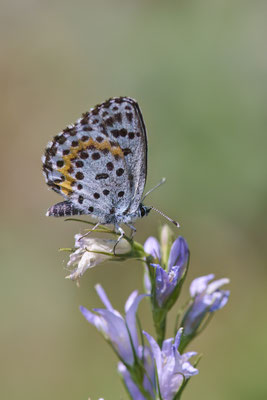 Fetthennen-Bläuling - (Urlaub Mosel Valwig vom  08.06. bis 11.06.2023 mit der Nabu Herne)