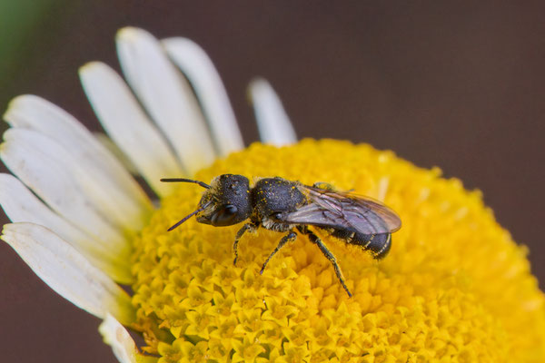 Heriades truncorum - Garten