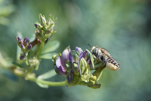 Nr.0054 - Megachile - Kaiserstuhl - (23.06.2020)