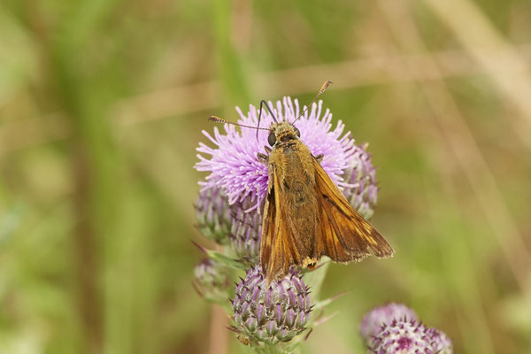 Rostfarbige Dickkopffalter - NL - am Deich Pannerdensch Kanal- (27.06.2021)