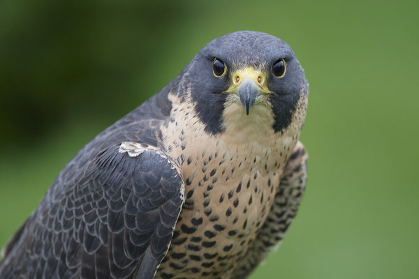 Wanderfalke - Heute beim Falkner H. Peschen aus Wesel - (15.12.2018)