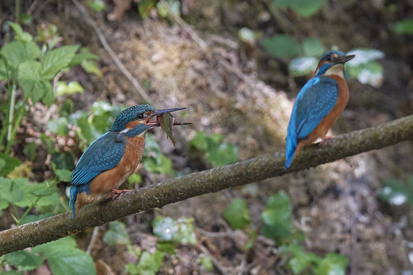 Eisvogel - Fischübergabe als Brautgeschenk - Serie von 6 Fotos - (19.05.2020)
