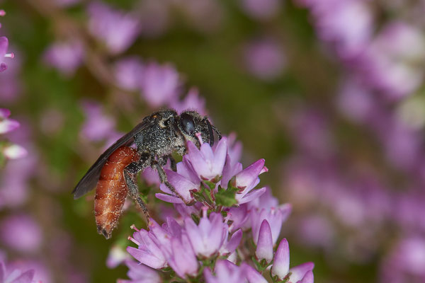 Nr.1155 - Sphecodes albilabris / Riesen-Blutbiene - WES Lippedünen Aaper Vennekes - 51°39`12.73"  6°40`40.66" - (11.08.2019)