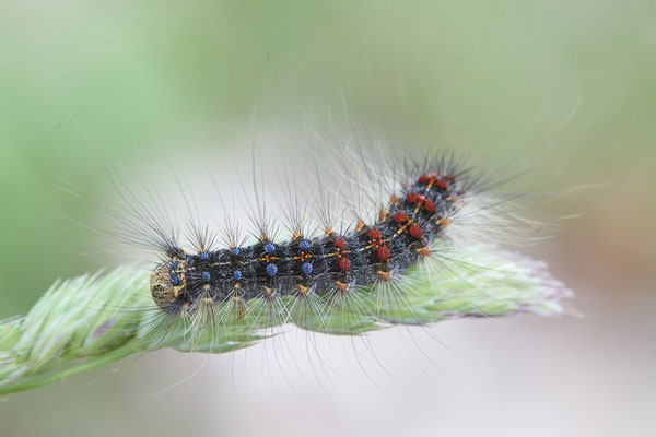 Raupe vom Schwammspinner - Venner Moor - 51°51`55.63" 7°32`09.32" - (26.05.2019)
