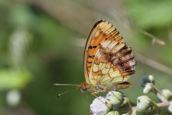 Brombeer-Perlmuttfalter - (Urlaub Mosel Valwig vom  08.06. bis 11.06.2023 mit der Nabu Herne)