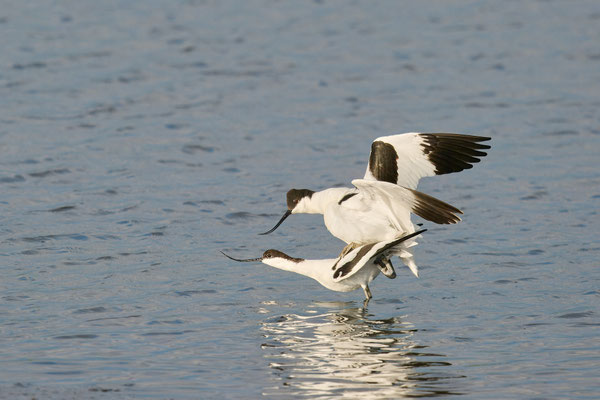 Säbelschnäbler - Koitus