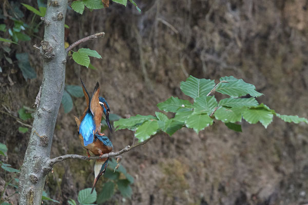 Eisvogel - Kopula - Serie von 7 Fotos - (19.05.2020) Leider nicht knackscharf wegen zu großer Entfernung