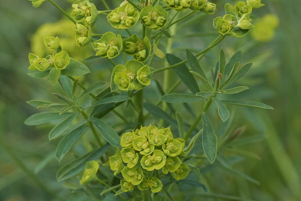 Eselswolfsmilch - In den Rheinwiesen bei DU-Rheinhausen - (06.05.2022)