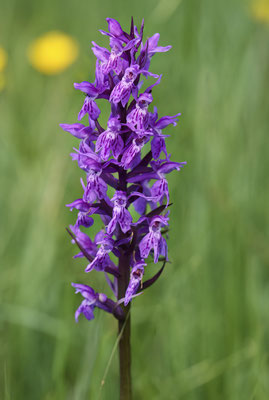 Fuchs-Knabenkraut - Orchideen-Urlaub im Allgäu vom 26.05. bis 09.06.2024