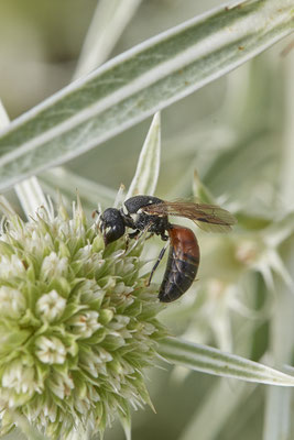 Hylaeus variegatus - Dinslaken Emschermündung - 51°33`56.26" 6°41`27.74" - (13.08.2020) - Rote Liste: Kategorie 3: Gefährdet