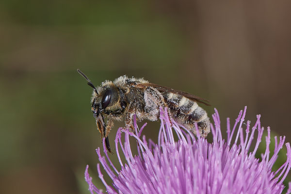 Halictus scabiosae - Mehrum Rheindeich - 51°34`20.93" 6°37`37.00" - (15.08.2020)