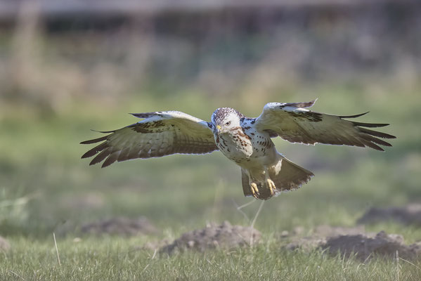 Mäusebussard im Landeanflug - 09.03.2022