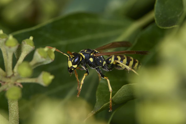 Nr.08/28 - Gallische Feldwespe (Polistes dominula) - OB-Weiherstr. 116 (03.10.2018)