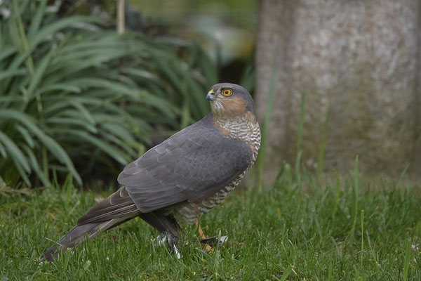 Sperber Männchen hat einen Buchfink geschlagen - Garten - (13.03.2020) 