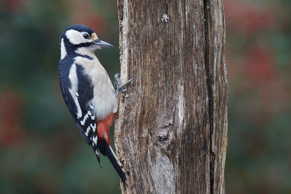 Buntspecht - (01.10.2019)