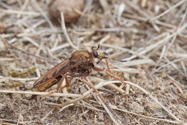 Hornissen-Raubfliege - Haltern Heidegebiet - (28.08.2022)