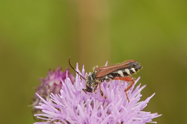 Stenopterus rufus - Braunrötlicher Spitzdeckenbock - NL - am Deich Pannerdensch Kanal- (27.06.2021)