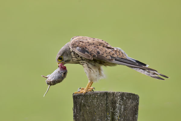Turmfalke