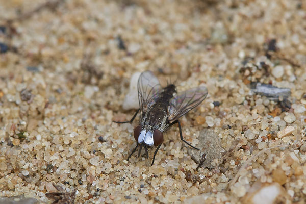 Nr.0356 - Metopia argyrocephala - OB LMB - 51°29`11.55" 6°53`53.48" - (02.05.2019)