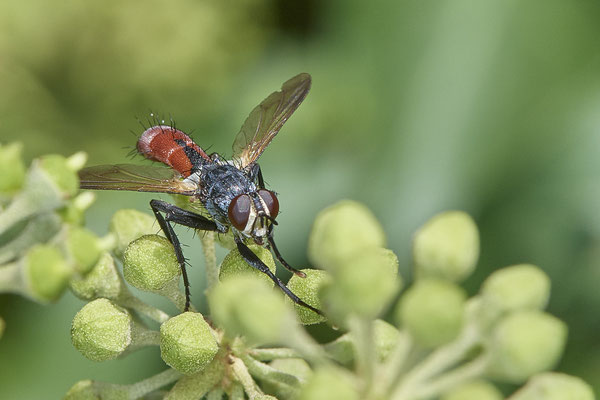 Nr. 5-1/06 - Raupenfliege (Cylindromyia bicolor) - OB Weiherstraße-116 Parplatz Netto (24.09.2018)