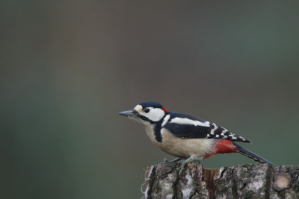 Buntspecht - Dingdener Heide - (03.12.2019)