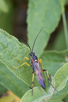Nr.0652 - Blattwespe Tenthredo maculata - OB LMB - 51°29`11.55" 6°53`53.48" - (27.05.2019)