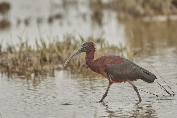 Brauner-Sichler ( Naturpark Albufera )
