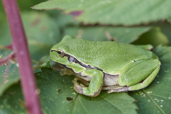 Laubfrosch - Saß in den Brombeeren und genoss die Sonnenstrahlen - (25.09.2022)