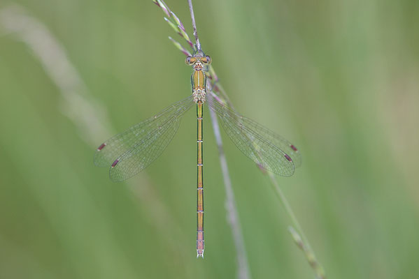 Kleine Binsenjungfer