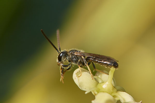 Nr.1046 - Lasioglossum sp - OB im Garten - 51°31`49.60" 6°50`56.50" - (29.07.2019)