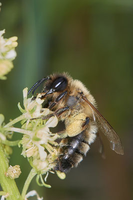 Nr.0500 - Andrena nigroaenea / Erzfarbene Sandbiene - OB Neue Mitte 2 - 51°29`18.27" 6°53`39.83" - (09.05.2019)