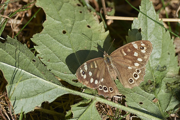 Waldbrettspiel - (22.09.2020)