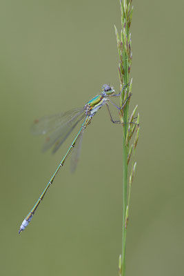 Kleine Binsenjungfer